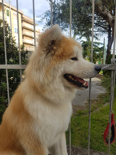 Ambulatorio Veterinario Carolei - Thumbnail