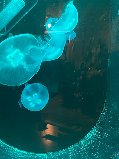 Jellyfish Concept - Thumbnail