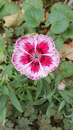 Photo n°37 de Commanderie de la Romagne à Saint-Maurice-sur-Vingeanne (Site historique)