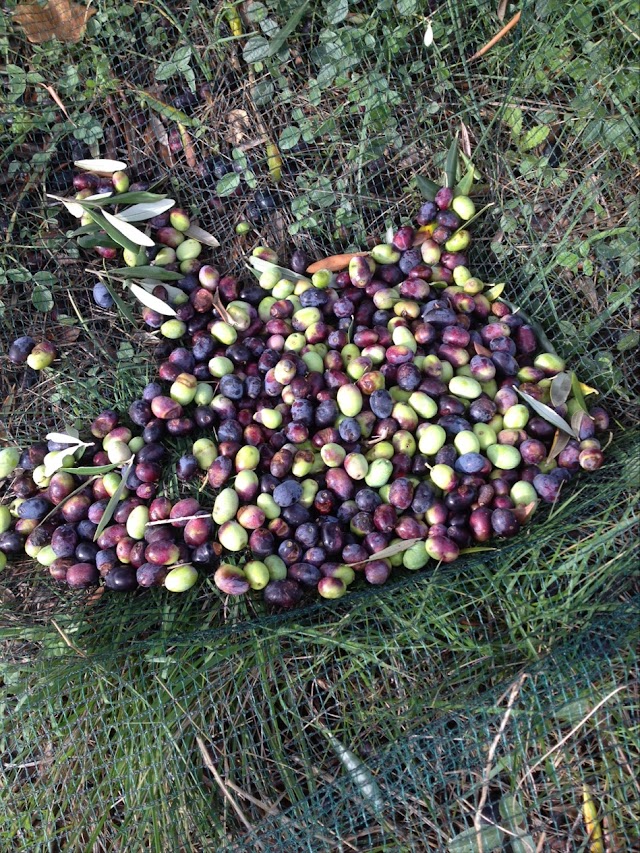 Domaine de Cagueloup