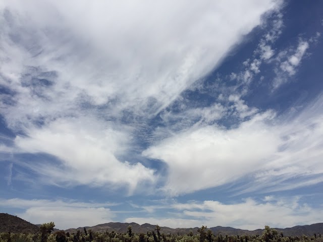 Cholla Cactus Garden