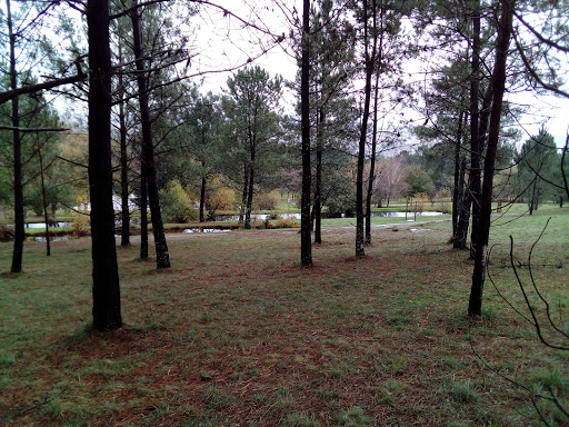 Parque Forestal do Monte Pedroso - Thumbnail