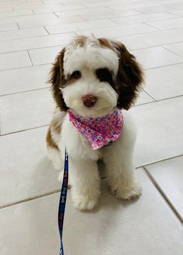 Bark'n Spray Salon LLC