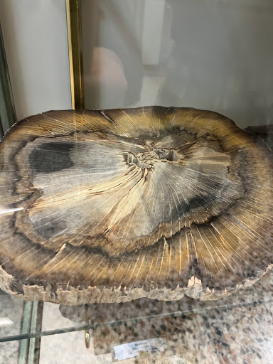 Museum of Natural History "Don Bosco"
