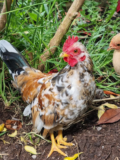 Chick Chicks - Visual