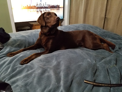 Ruggles Rainbow Labs - Thumbnail