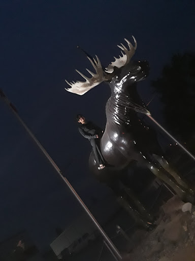 Manning moose - Visual