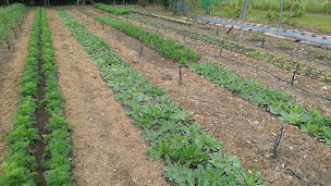 Photo n°4 de Artisan Fleurs séchées - Françoise LABAT à Meilhan (Fleuriste)