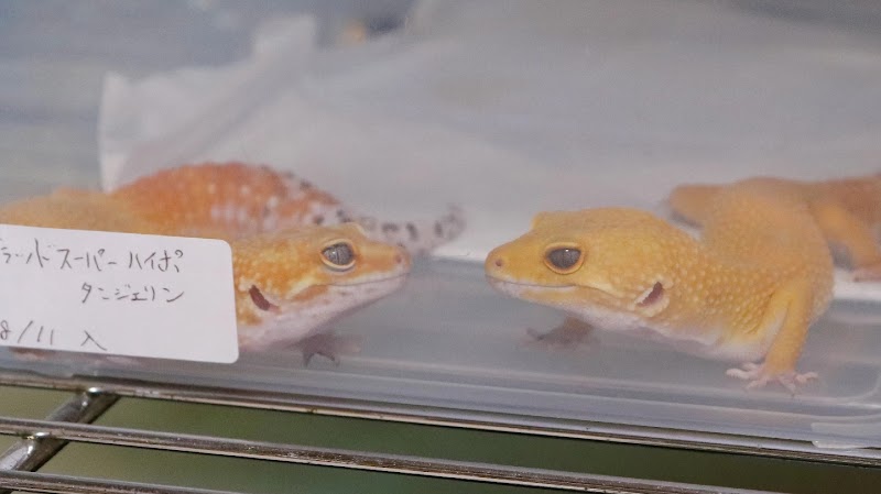 Breeding house るーくの家