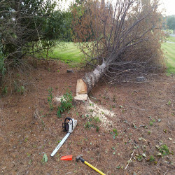 Steve's lawn and tree service