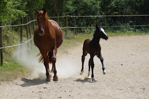 Photo n°3 de Les Écuries de Nandax à Nandax (Éleveur de chevaux)