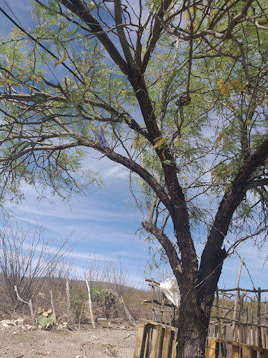 RANCHO EL MEZQUITE - Mexico