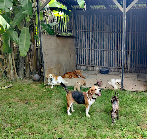 Pet Hotel Madagascar Bali