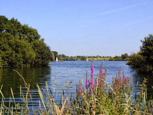 Dinton Pastures Country Park - Thumbnail
