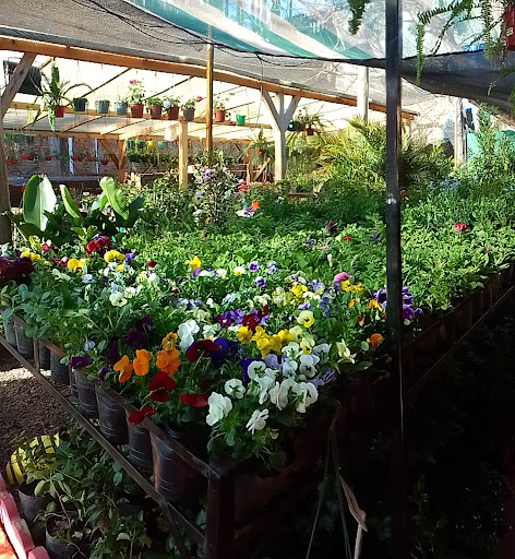 floribella floricultura y paisajismo - Foto 1