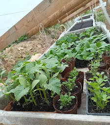 Photo n°13 de Jardin d'équilibre à Puchay (Maraîcher)
