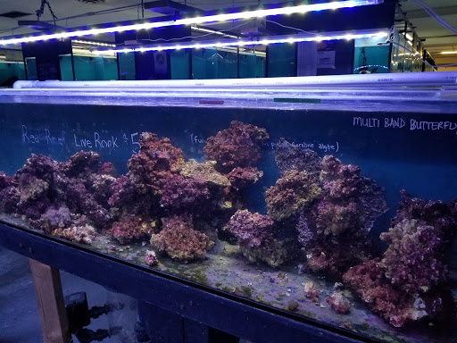 Exotic Aquarium - Thumbnail