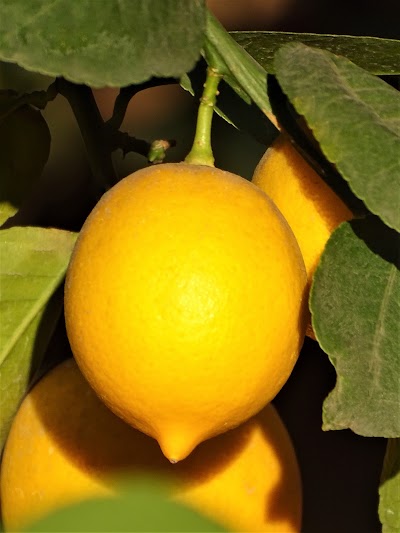 Photos of Fruit Vegetable Terminal bayrampaşa