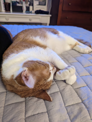 Scout Veterinary Care - Thumbnail