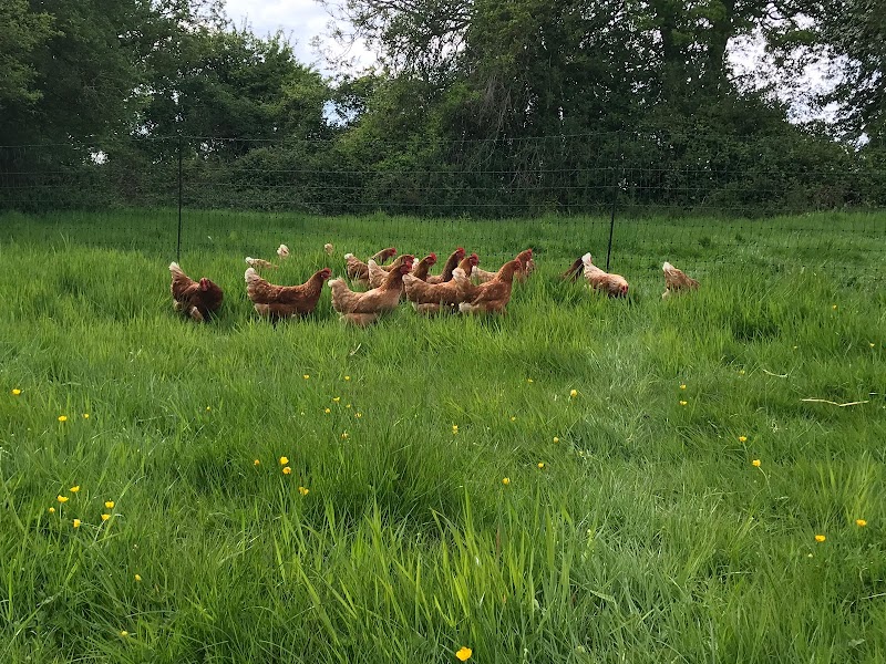 Fidgets Farm Eggs photo 3