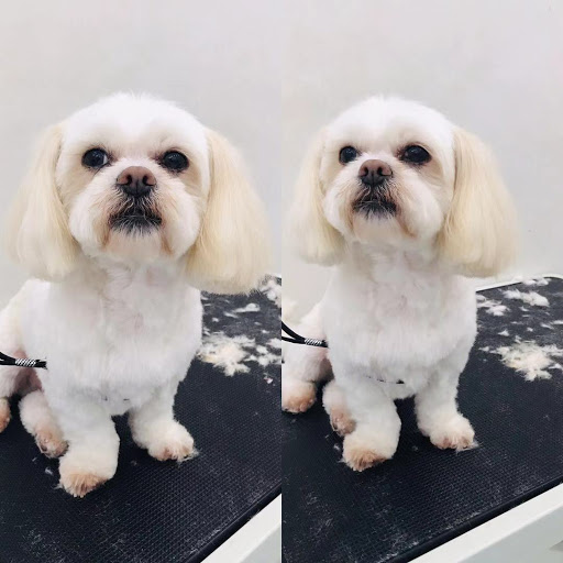 Sunny Dogs Salon Logo