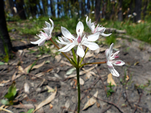 ID Ecological Management - Thumbnail
