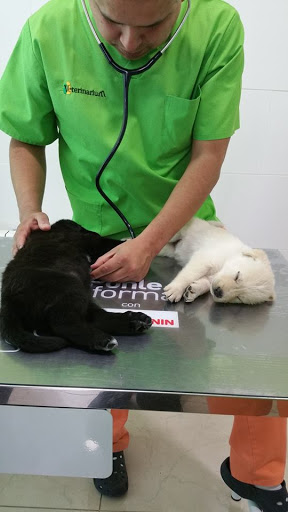 CLINICA VETERINARIUM II