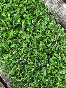 Giant Gorilla Greens 10 Roessler Rd E, Woburn, MA 01801