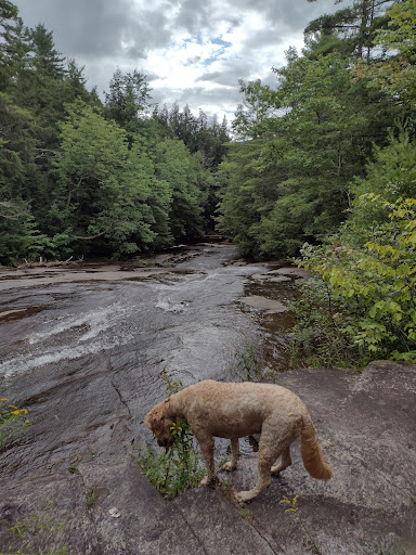 Bear Slide - Visual