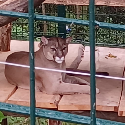 Pumas - Thumbnail