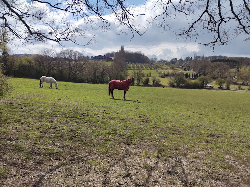 Thundersley Glen - Thumbnail