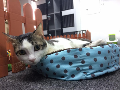 Tail Tale Pet Shop