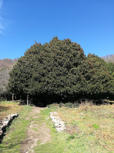 Agrifogli giganti