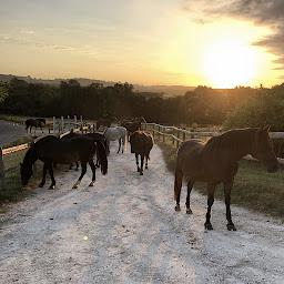 Photo n°19 de Centre équestre la Jumenterie à Rouffignac-de-Sigoulès (Centre équestre)