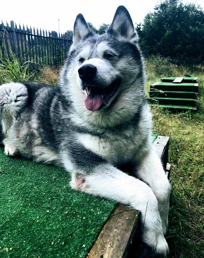 Tameside Huskies Off Lead Field - Thumbnail