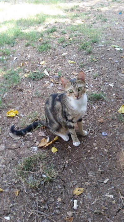 Photos of Peyami Safa Maracı Stadı