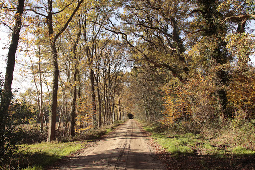 Natuurbegraafplaats De Velden - Natuurbegraven in Drenthe - Thumbnail