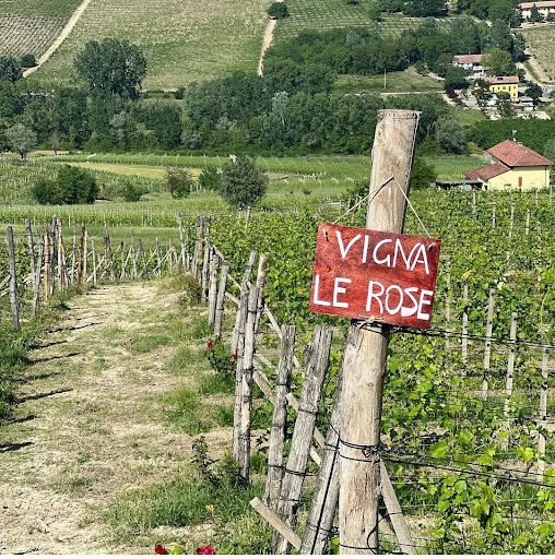 INSTAGRAM POINT VIGNA LE ROSE - Thumbnail