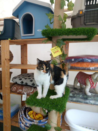 Il Supermarket Degli Animali Da Piero - Thumbnail