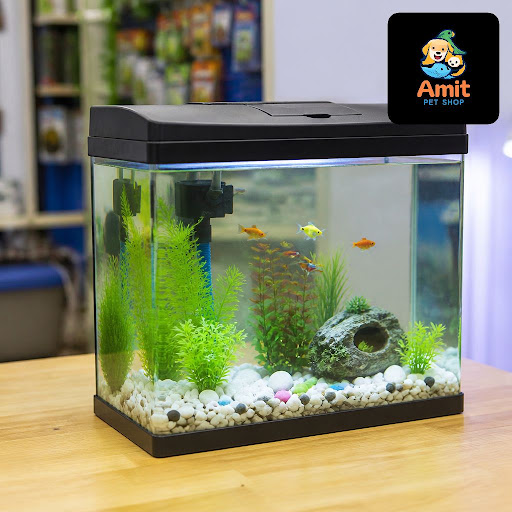 Thinking of starting a small home aquarium for your kids or as a relaxing new hobby? At Amit Pet… post image