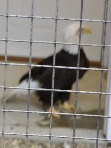 Wildlife Medical Clinic at Illinois - Thumbnail