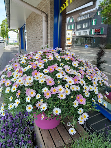 Blumen Uellendahl Gallery - Germany