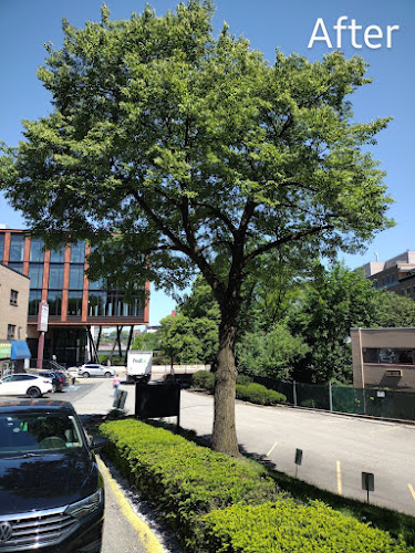 Top Notch Tree Removal & Trim, LLC