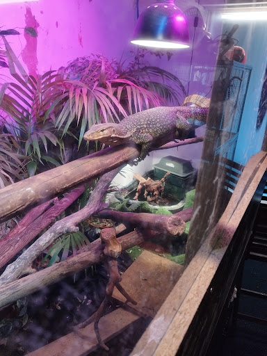 Axolotl And Reptile Rescue And advice UK - Thumbnail