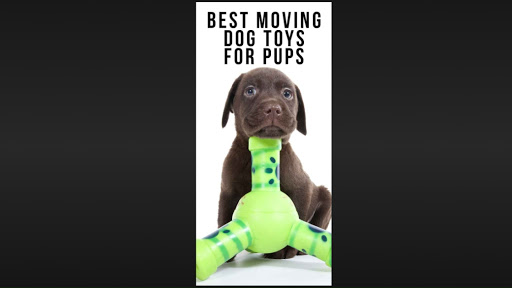 pet-kumelo - Thumbnail
