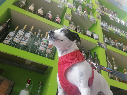 Tequilera Vallarta Gallery - Mexico