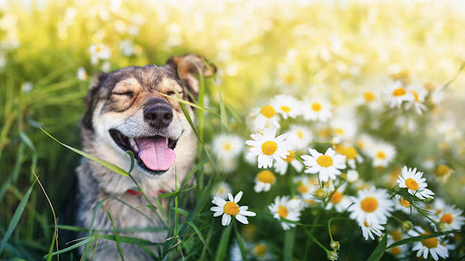 Photo de AMOUR DE POIL Salon de toilettage Centre Ville REVIGNY-SUR-ORNAIN S/O à Revigny-sur-Ornain (55800)