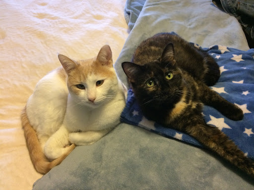 Emmet County Animal Shelter - Thumbnail