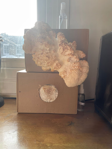 Mushroom Culture - Thumbnail