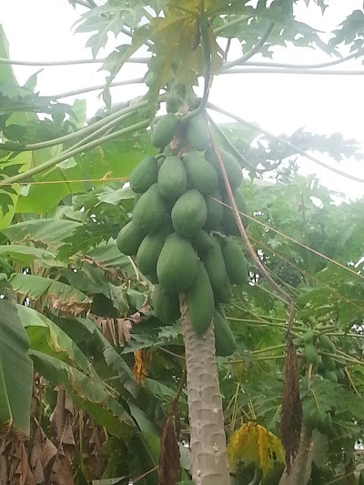 Photos of Taller Arma